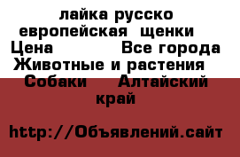 лайка русско-европейская (щенки) › Цена ­ 5 000 - Все города Животные и растения » Собаки   . Алтайский край